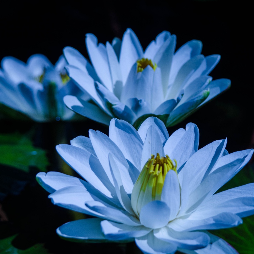 Голубой цветок нежный лотос в пруду 