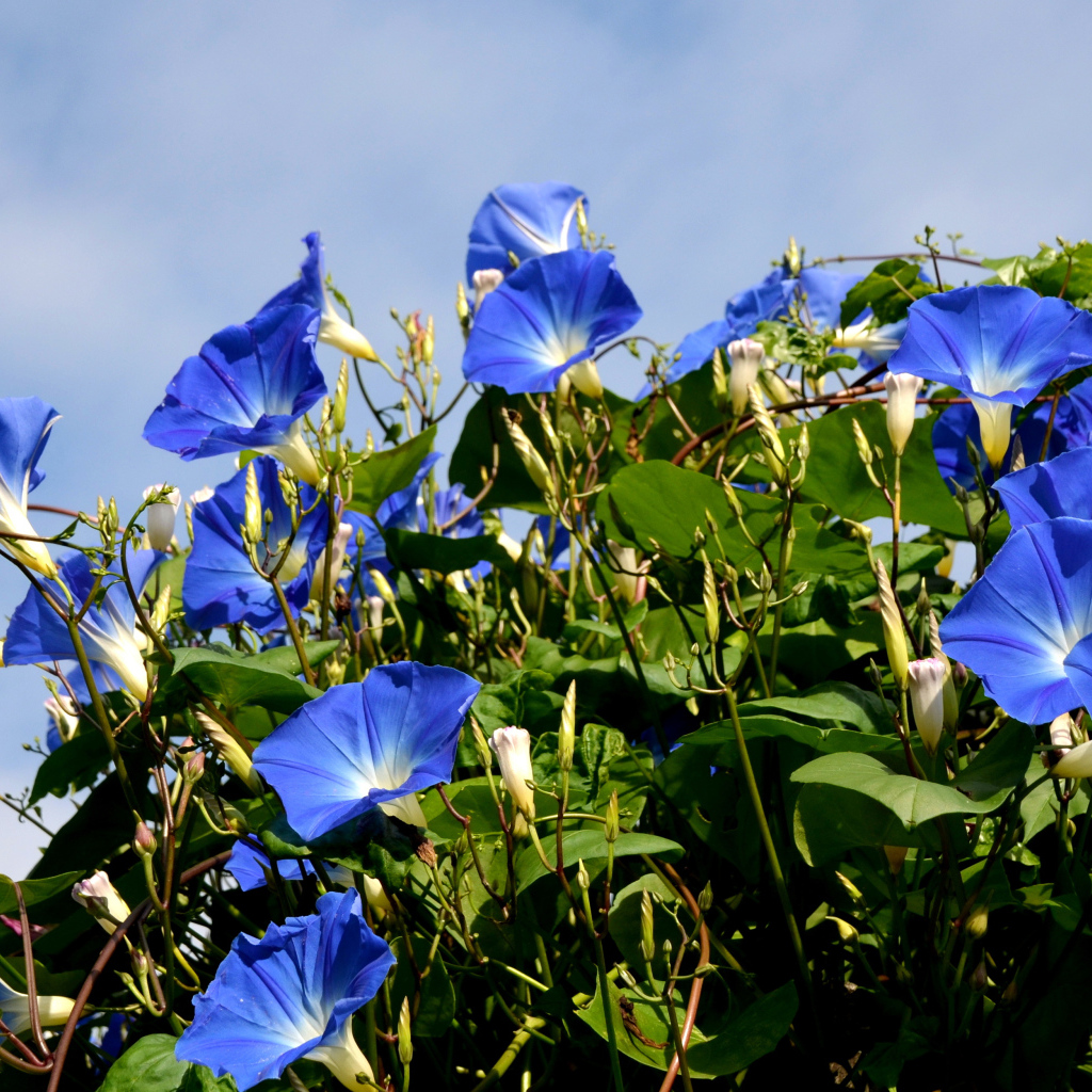 Синие цветы вьюнки на фоне голубого неба