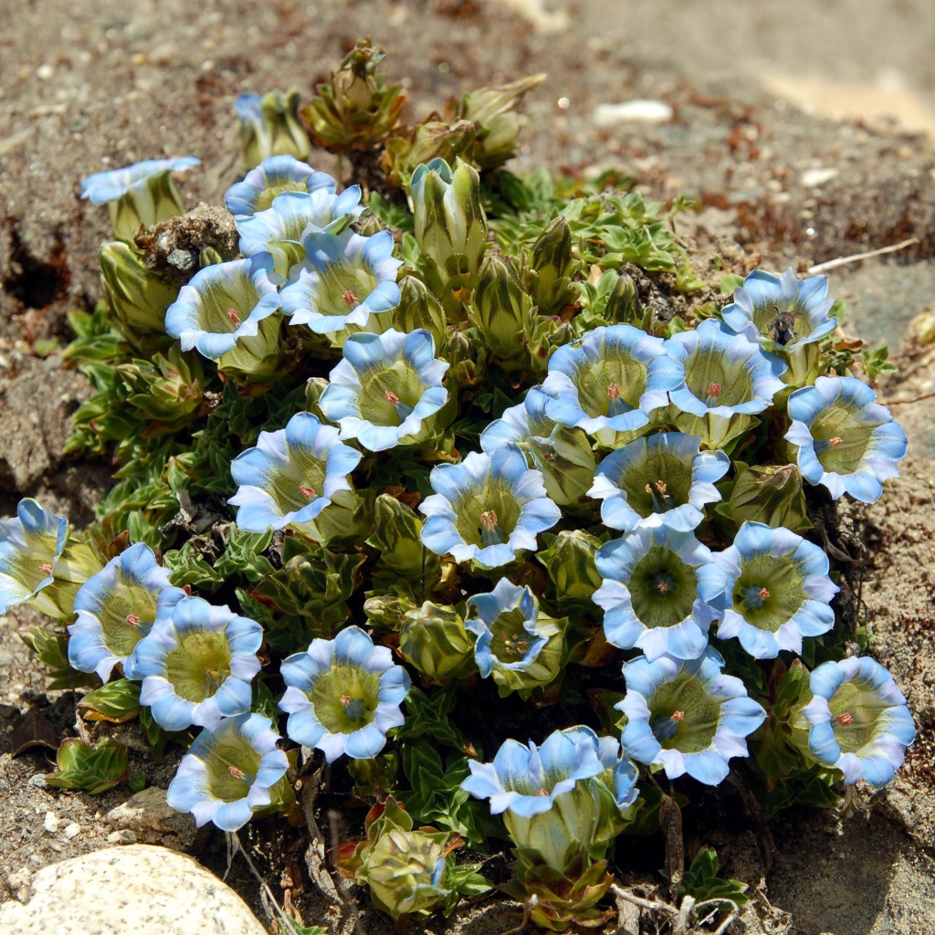 Голубые цветы на камне