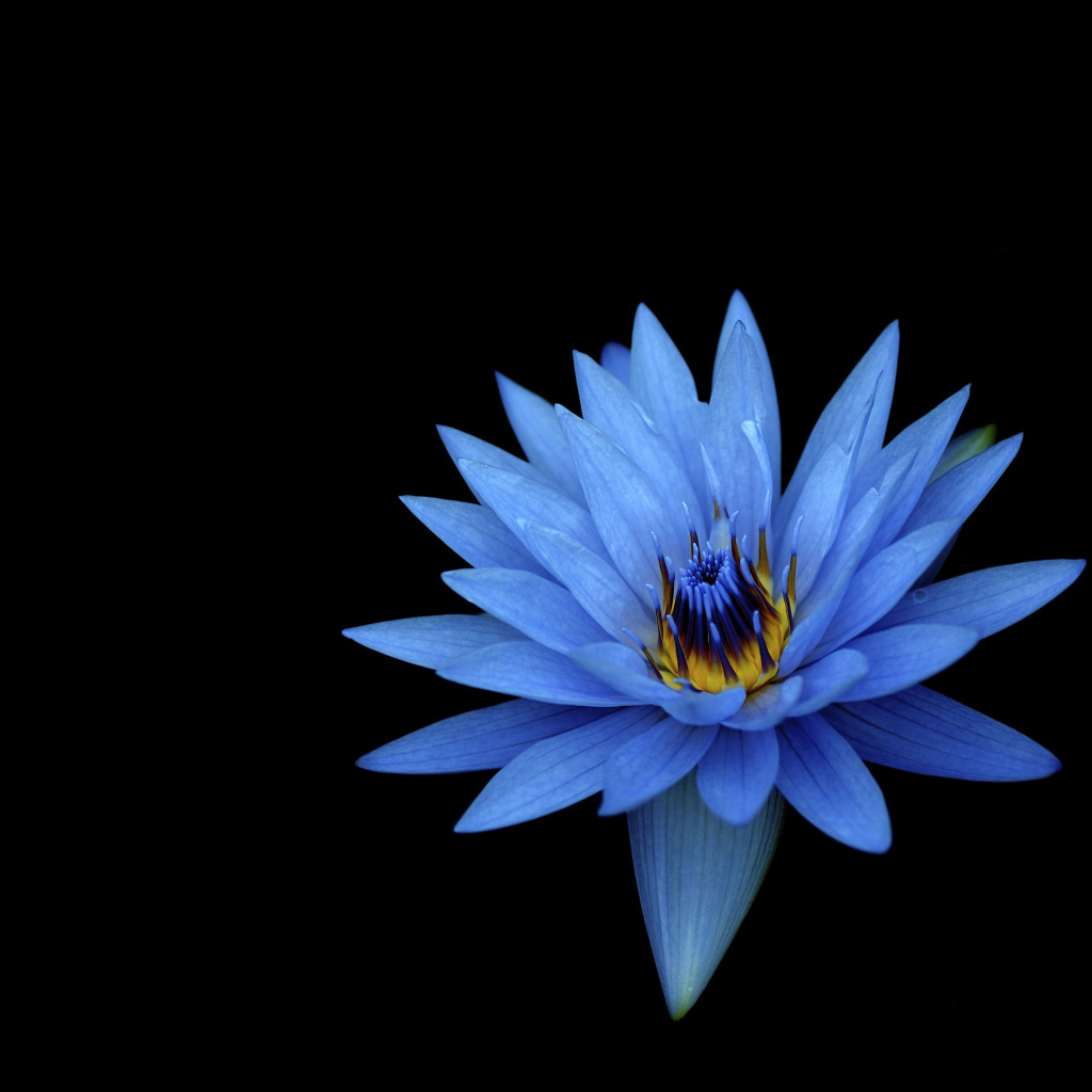 Голубой цветок лотоса на черном фоне 