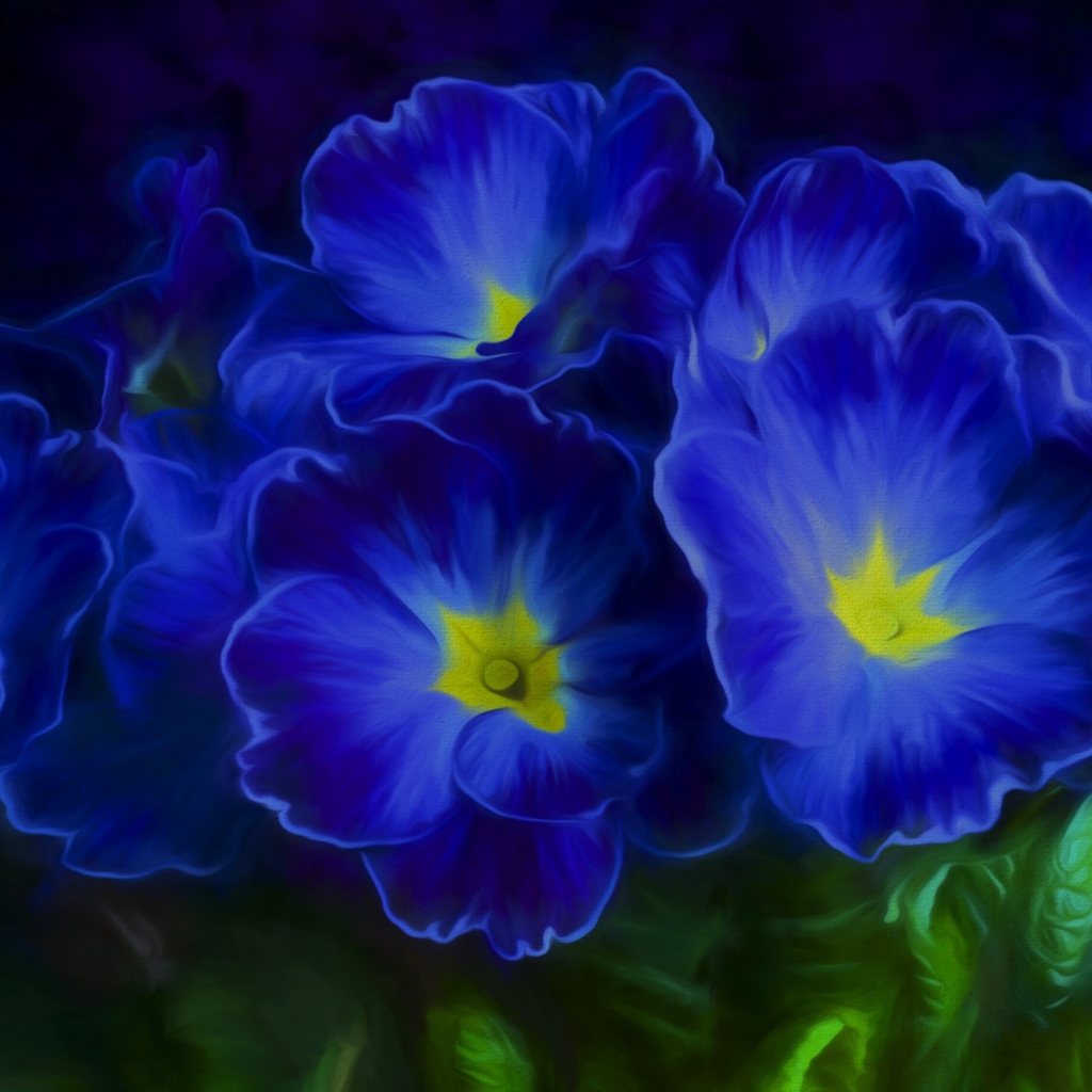 Синие цветы примула 