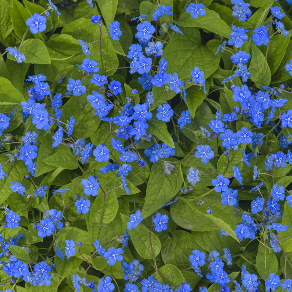 Голубые маленькие цветы незабудки крупным планом