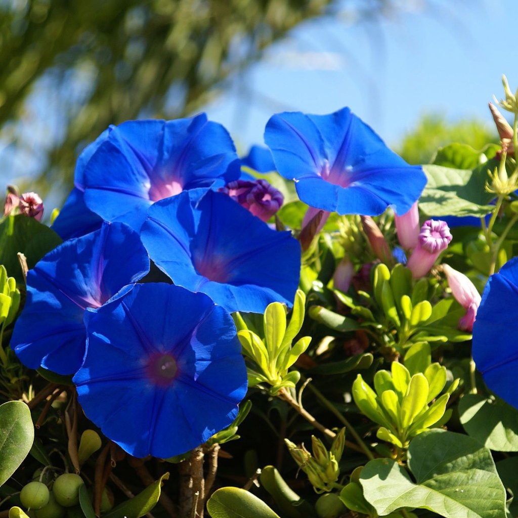 Синие летние цветы Ипомея 