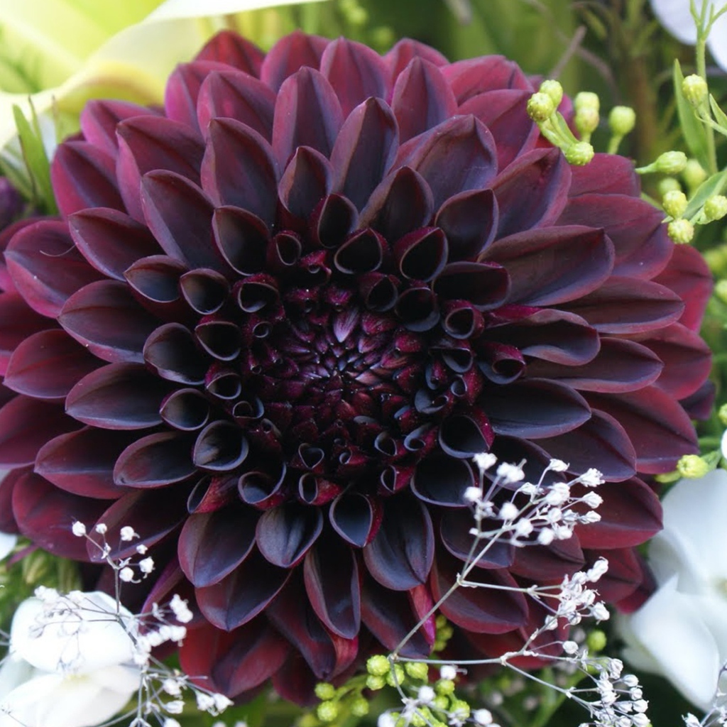 Бордовая георгина с белыми цветами в букете 