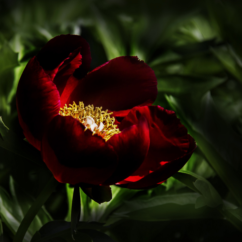 Бордовый красивый пион крупным планом