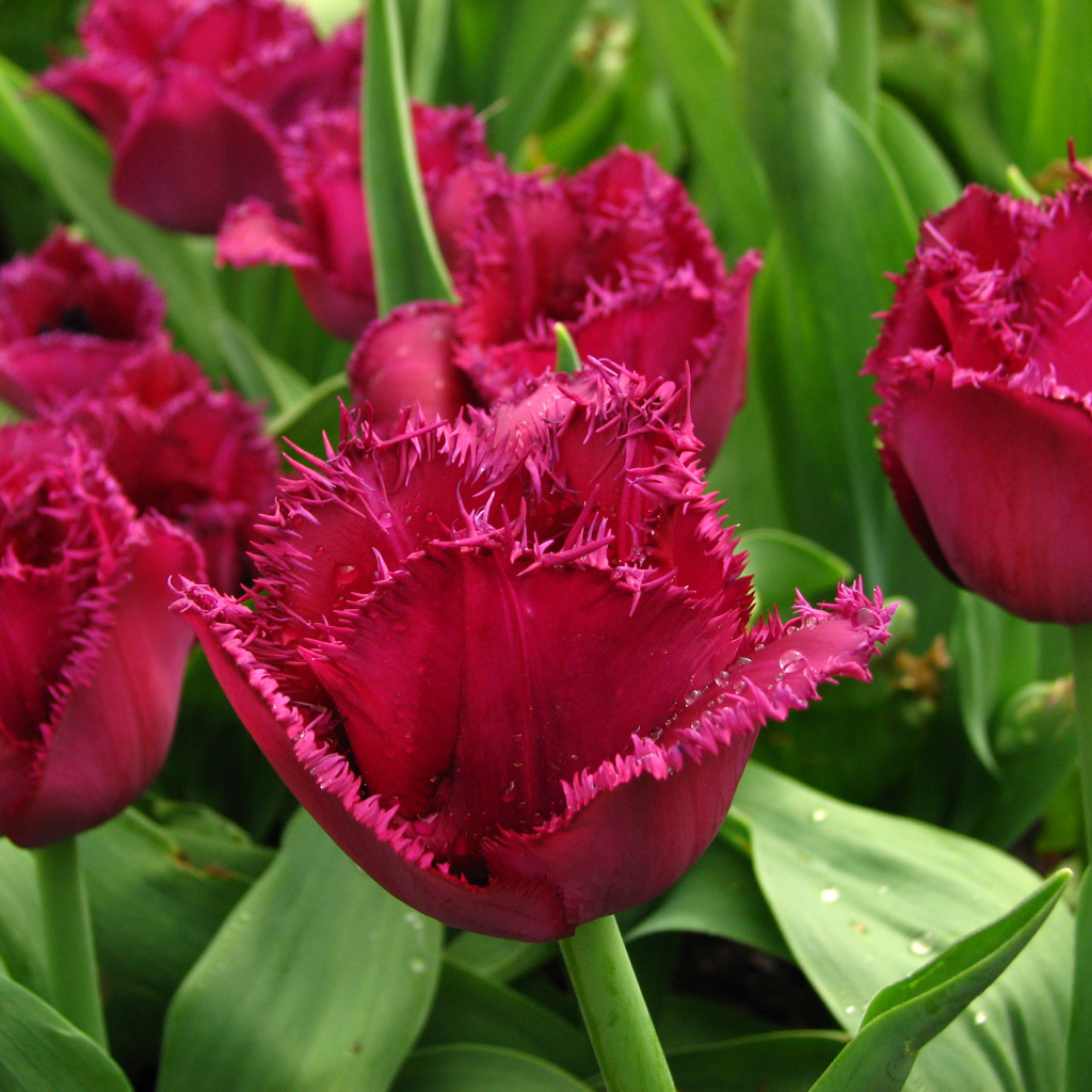 Бордовые тюльпаны на клумбе в каплях воды крупным планом