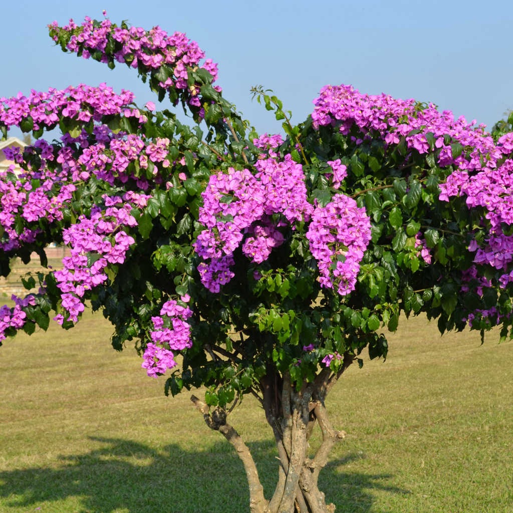 Дерево  Бугенвиллия с красивыми розовыми цветами