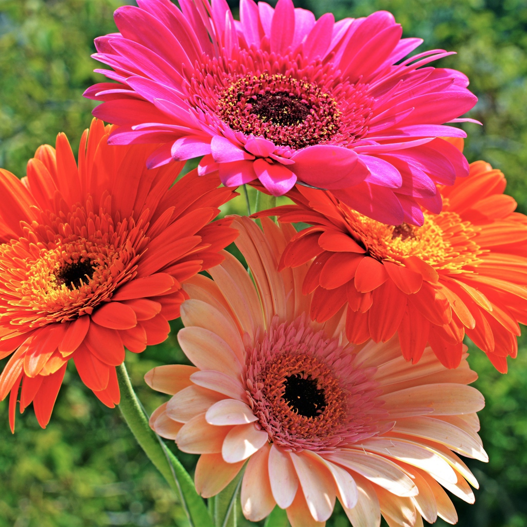 Букет красивых нежных гербер