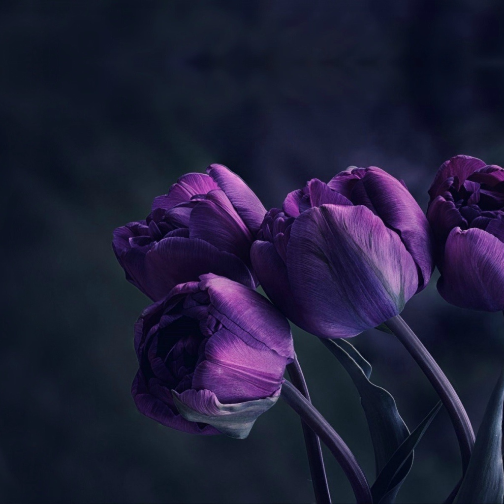 Букет красивых сиреневых тюльпанов 