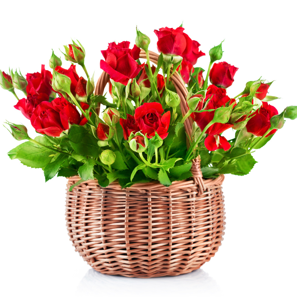Букет красивых красных роз в корзине на белом фоне 