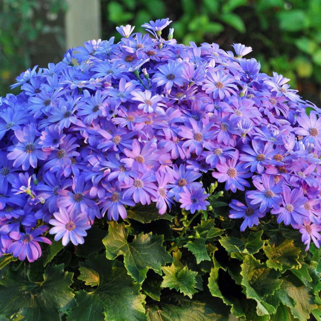 Букет синих красивых цветов 