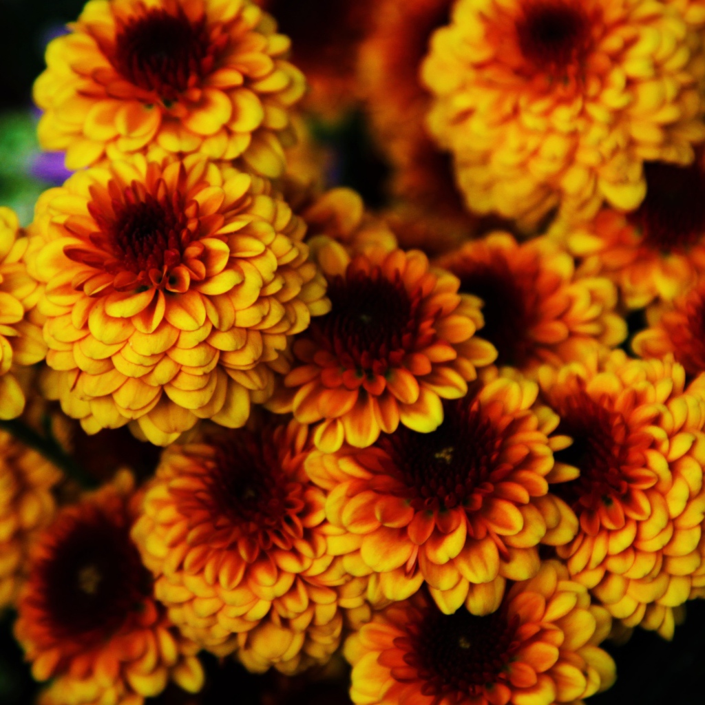 Букет ярких оранжевых цветов хризантемы