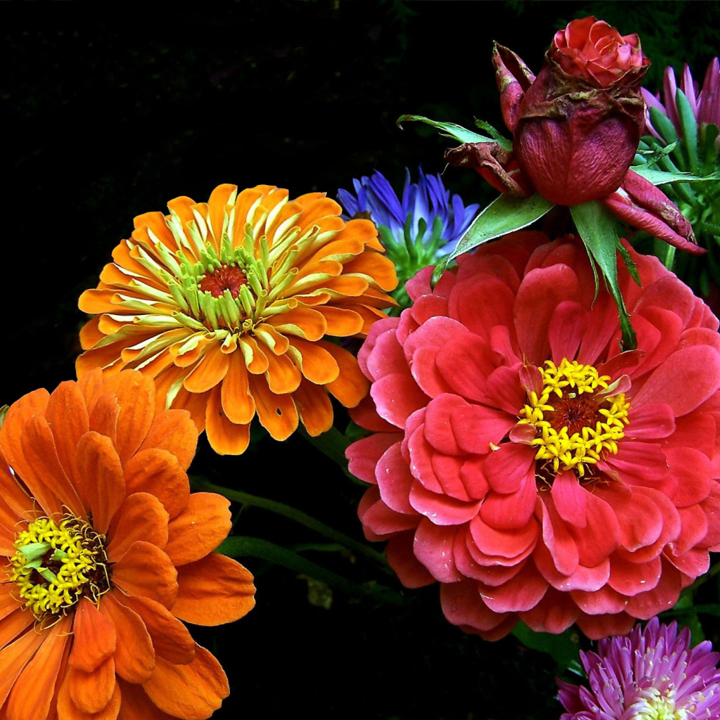 Букет ярких летних цветов 