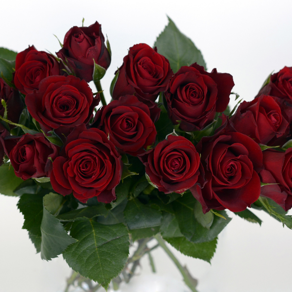 Букет бордовых роз крупным планом на белом фоне 