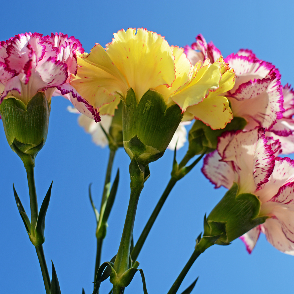 Букет гвоздик на голубом фоне крупным планом