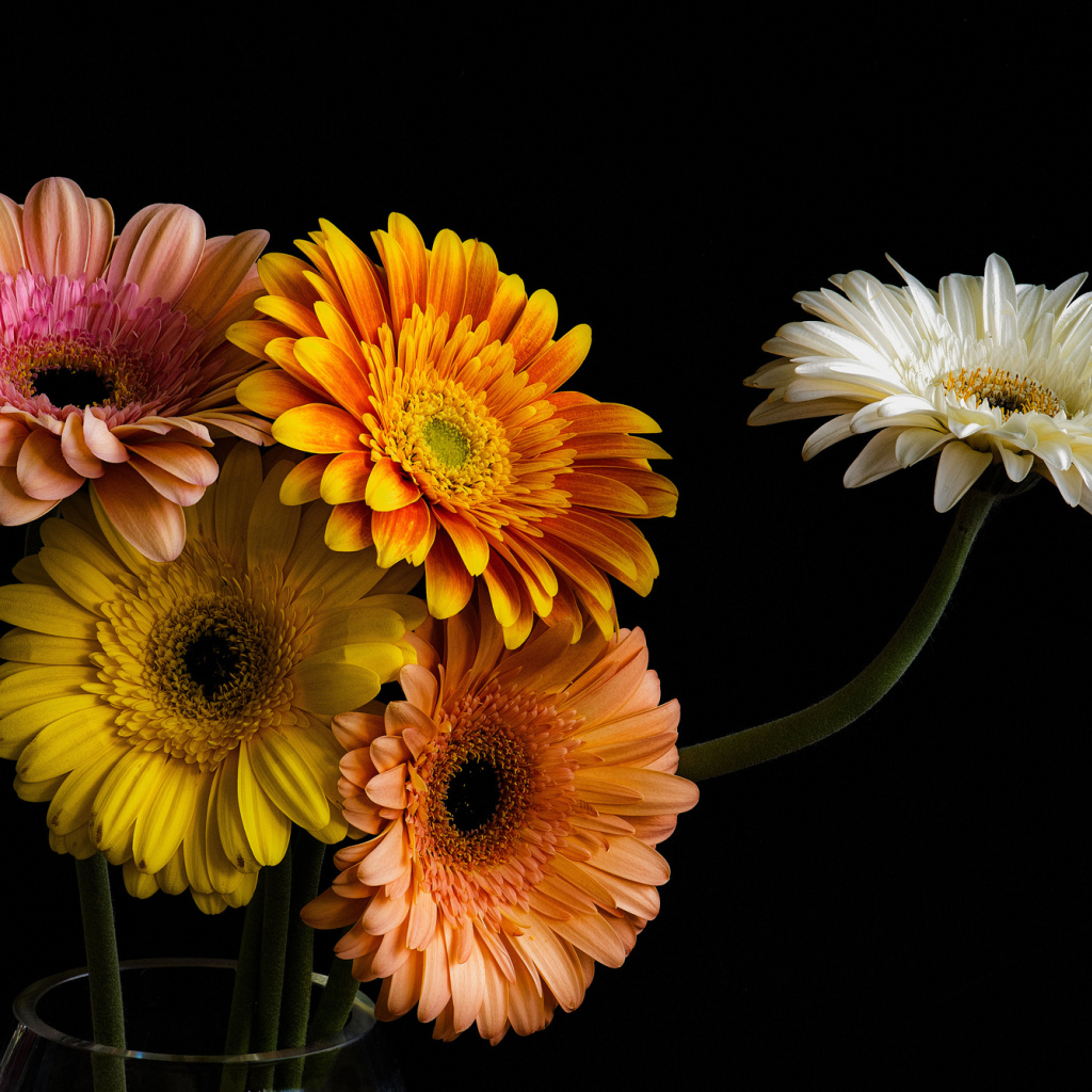 Букет разноцветных гербер в стеклянной вазе 