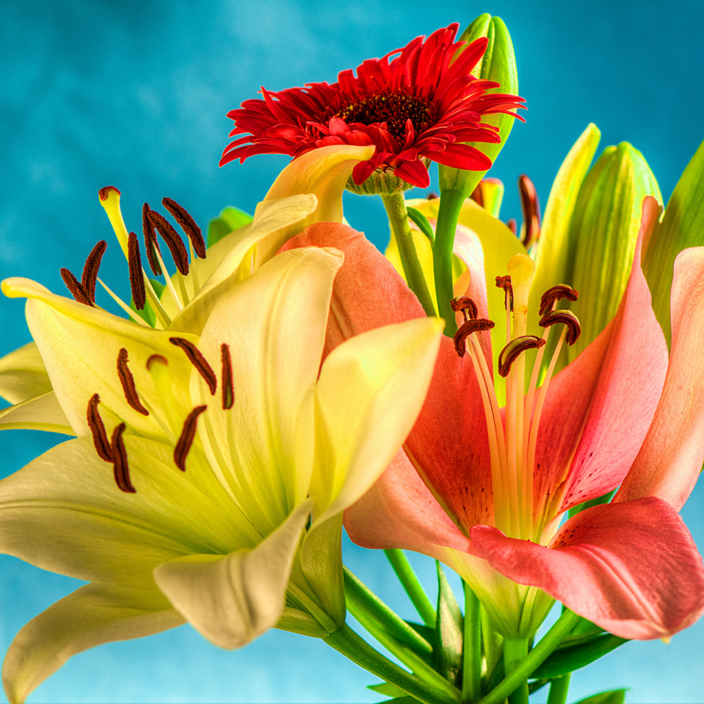 Букет из лилий и гербер на голубом фоне 