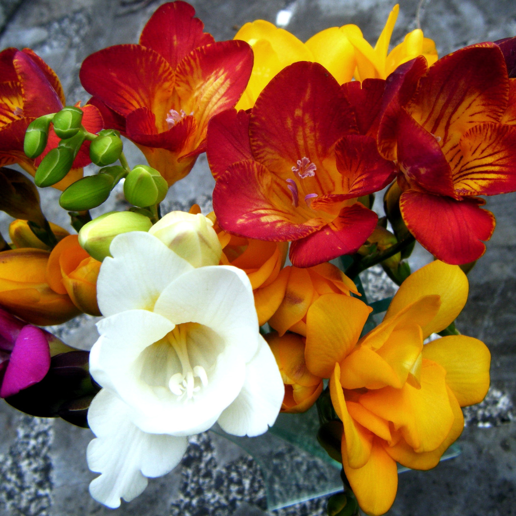 Букет разноцветных цветов фрезия крупным планом