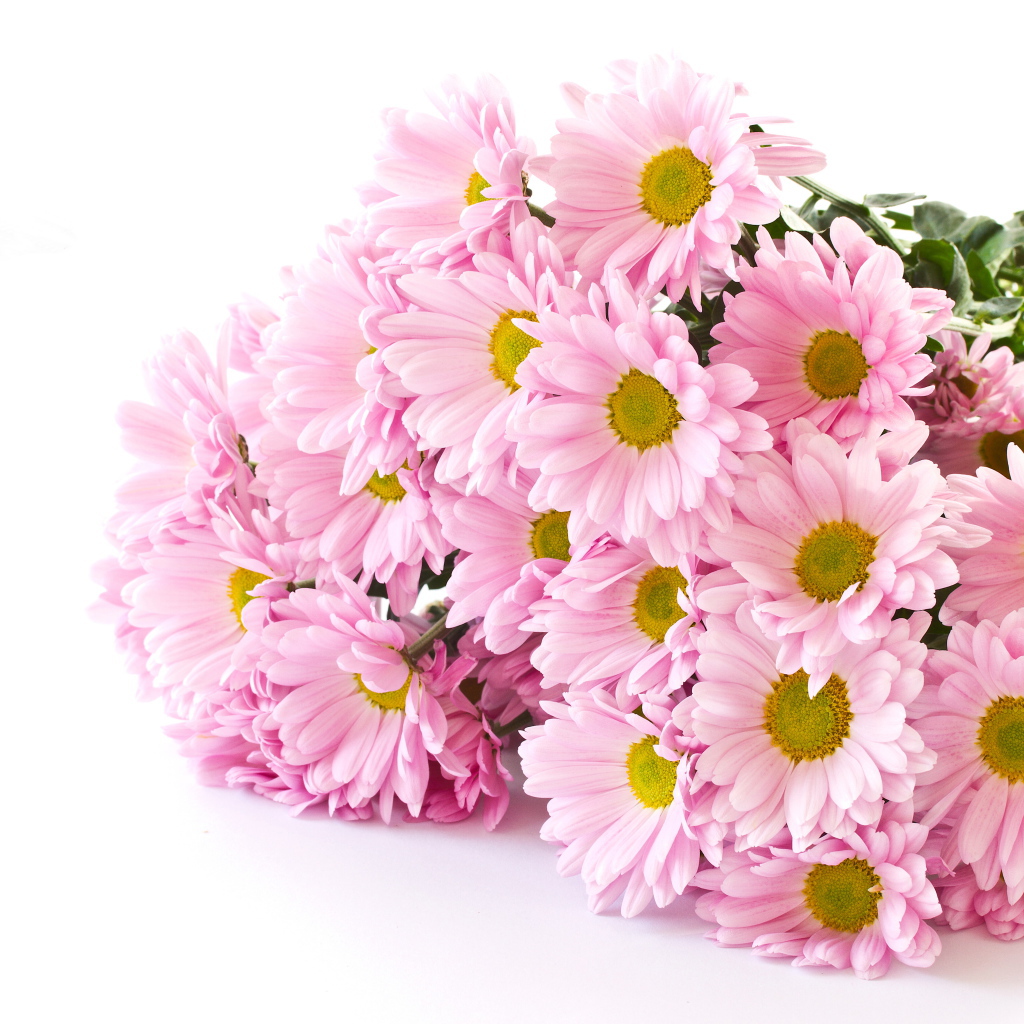 Букет розовых хризантем на белом фоне