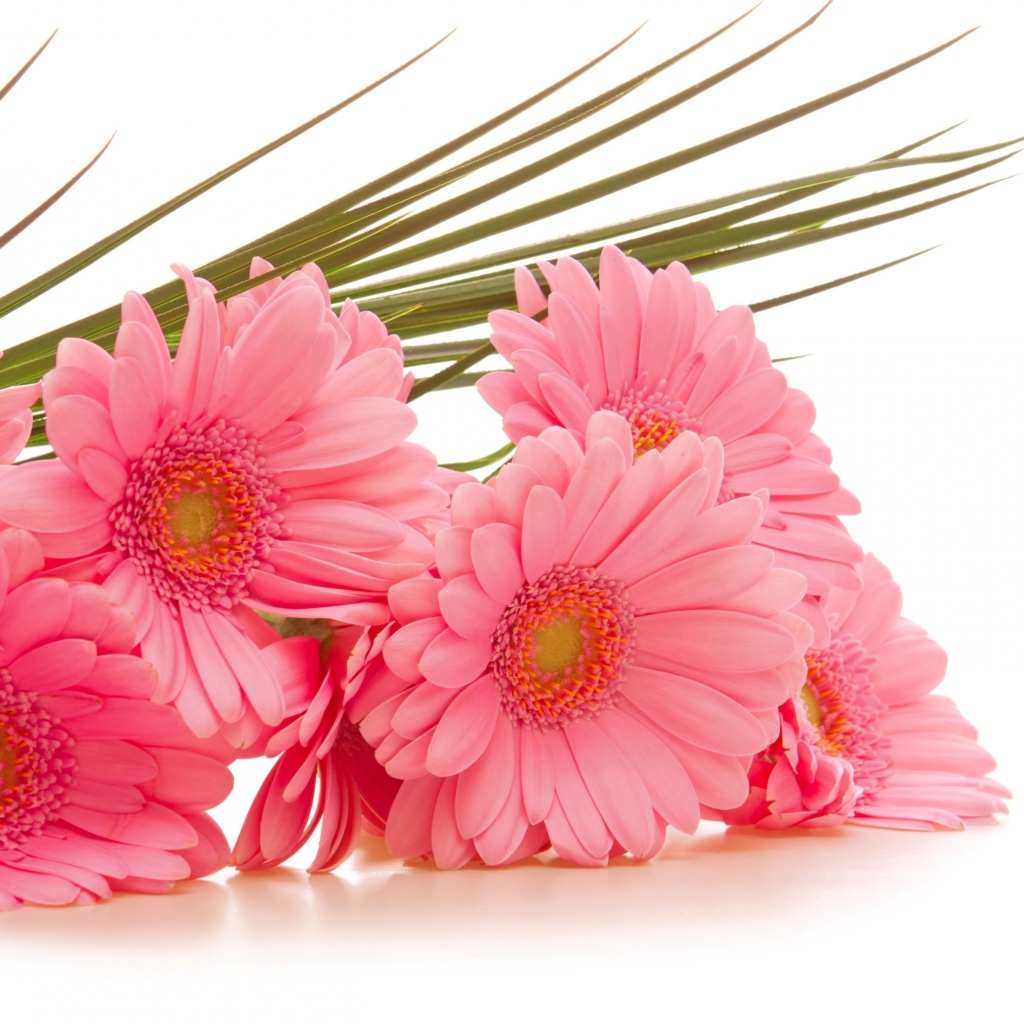 Букет розовых гербер на белом фоне