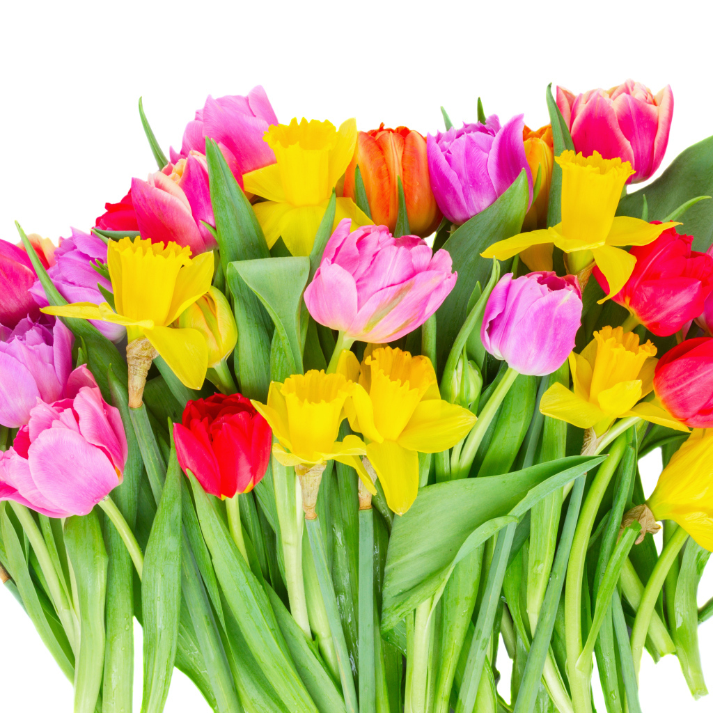 Букет розовых тюльпанов и желтых нарциссов на белом фоне