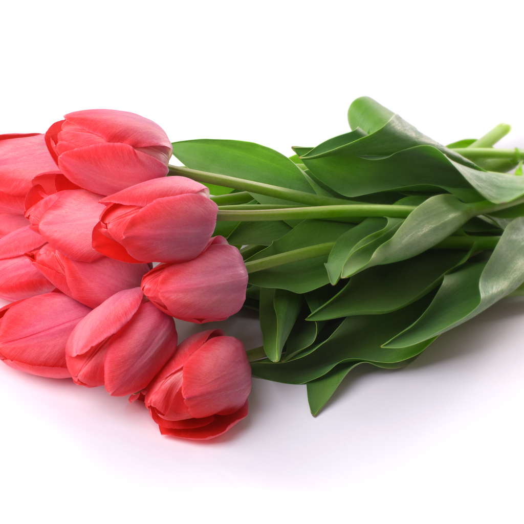 Букет розовых тюльпанов на белом фоне
