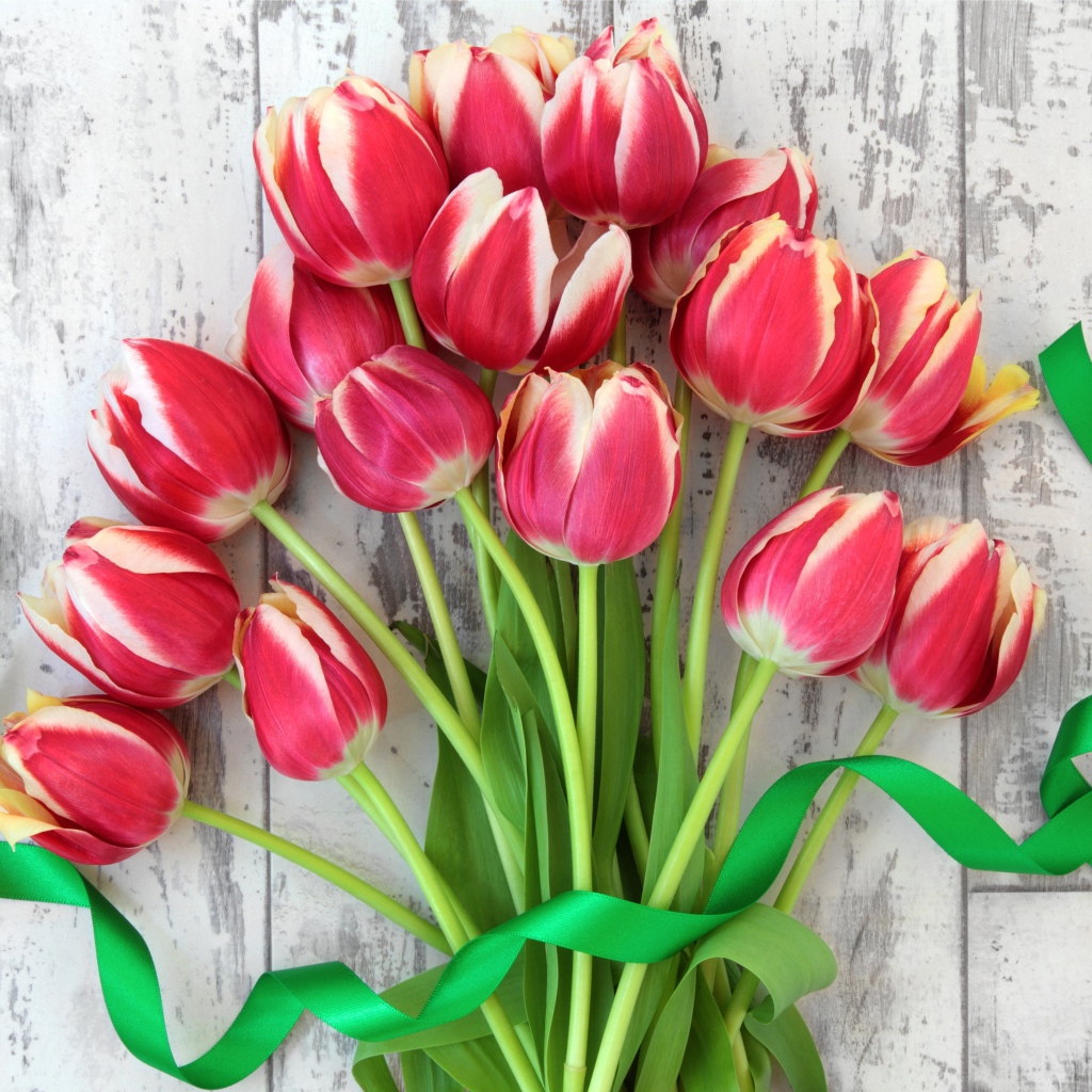 Букет розовых тюльпанов с зеленой лентой 