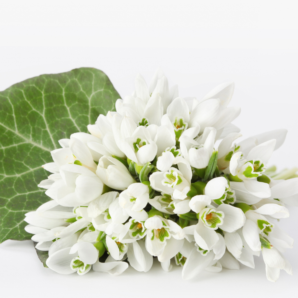 Букет белых подснежников на белом фоне
