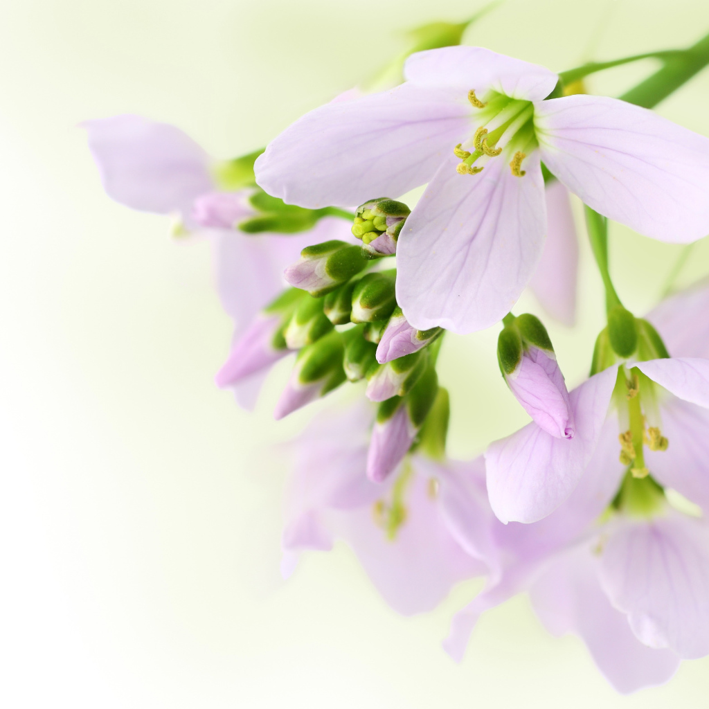 Ветка нежных сиреневых цветов фрезии