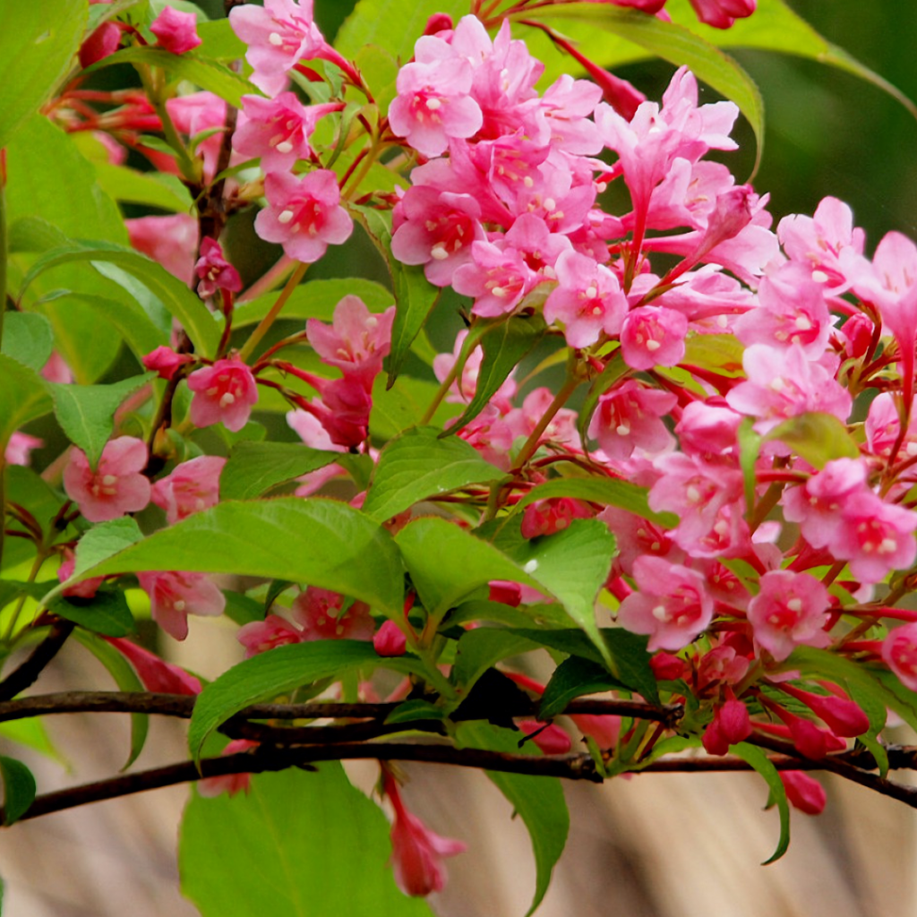 Ветка с нежными розовыми цветами 