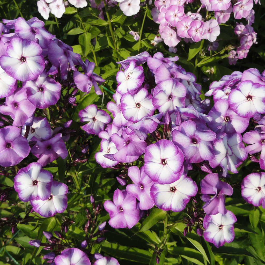 Яркие фиолетово - белые  цветы садовой флоксы