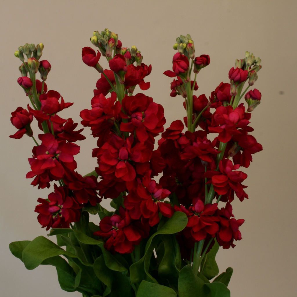 Бордовый красивый букет цветов левкой