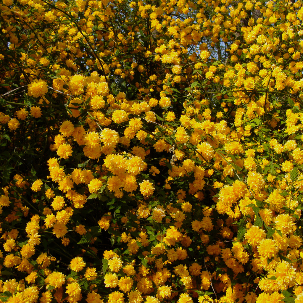 Куст с красивыми желтыми цветы 