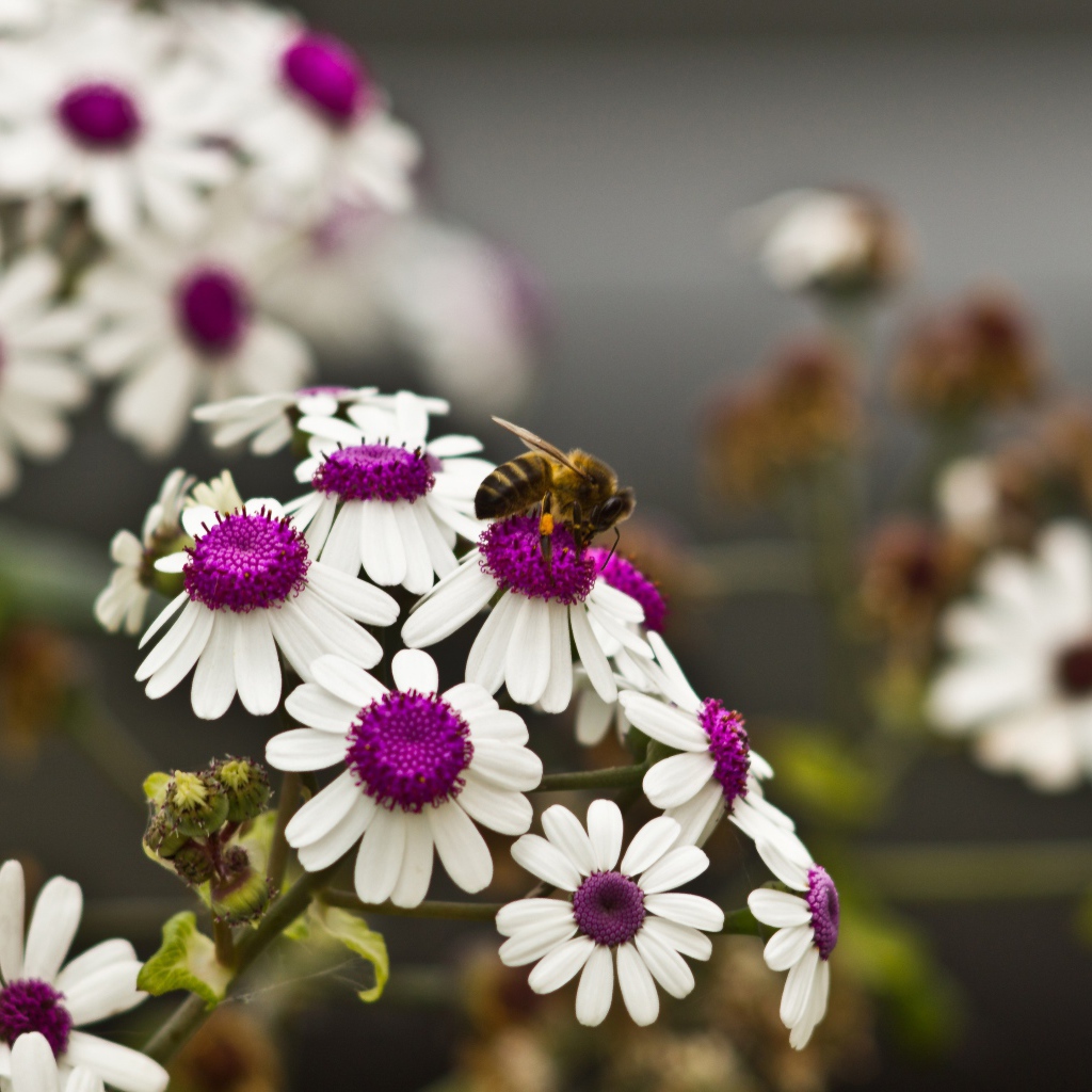 Ромашки с белыми лепестками и сиреневой серединкой 