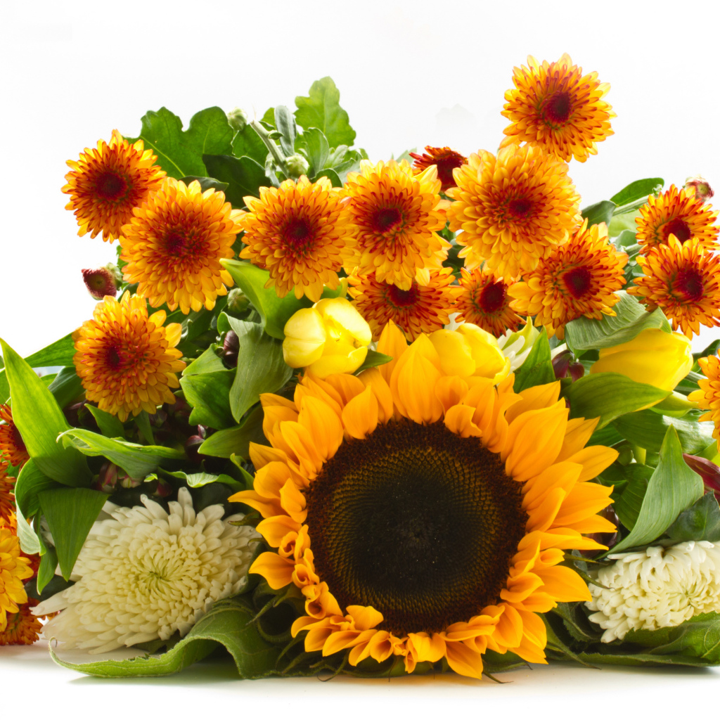 Хризантемы и цветок подсолнуха на белом фоне 