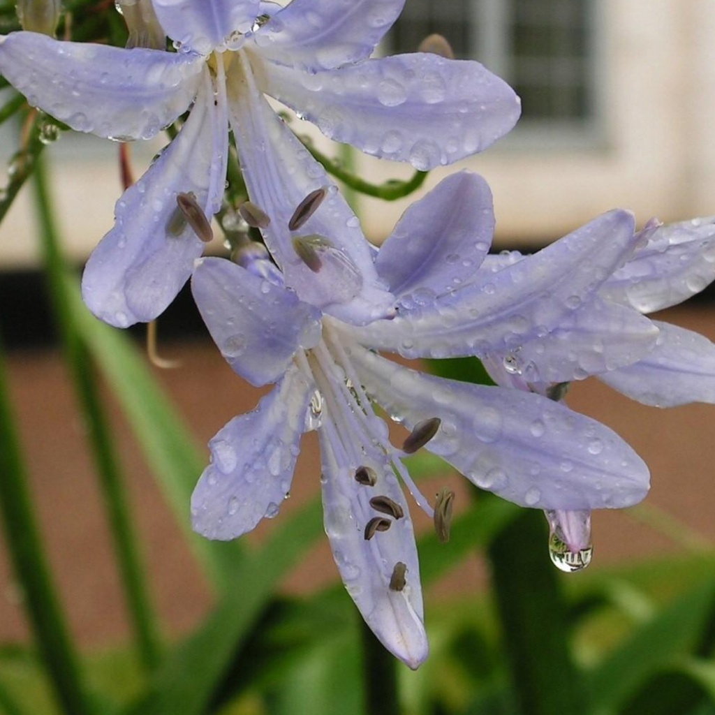 Нежные цветы агапантус в свежих каплях росы