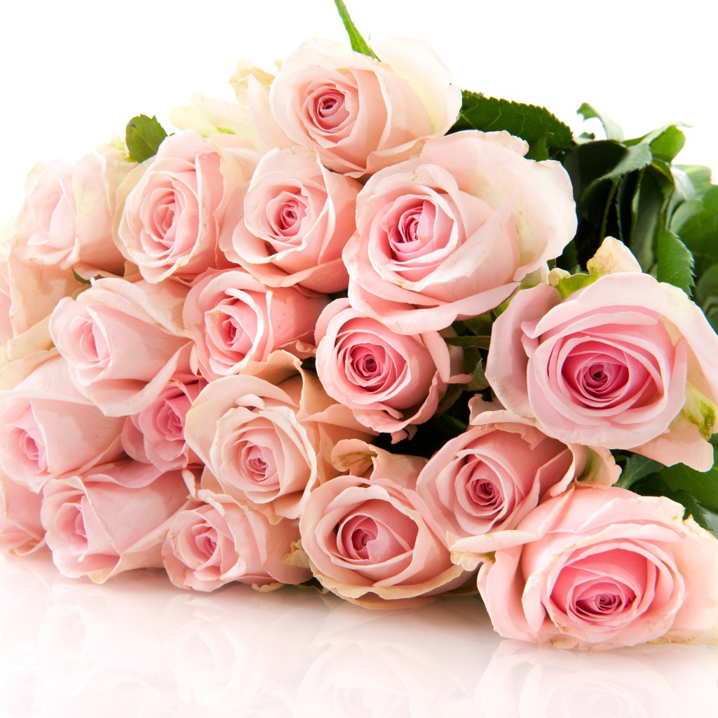 Нежный букет красивых розовых роз на белом фоне