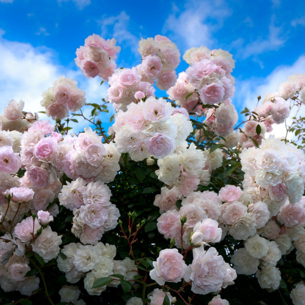 Нежный куст розовых роз на фоне голубого неба 
