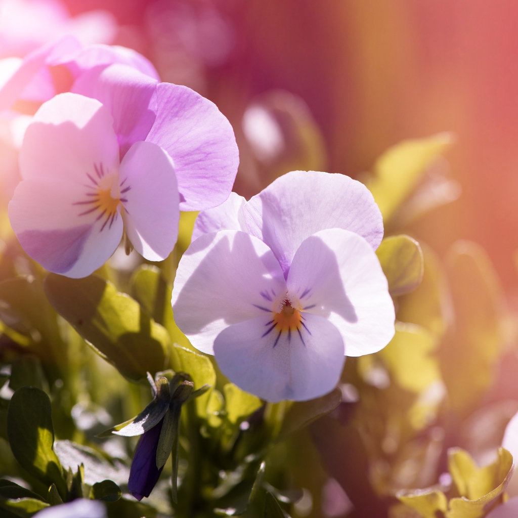 Нежные цветы Анютины глазки в лучах солнца