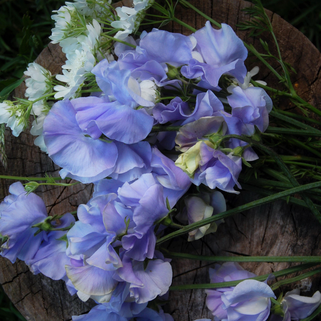 Нежные цветы душистый горошек на пне 