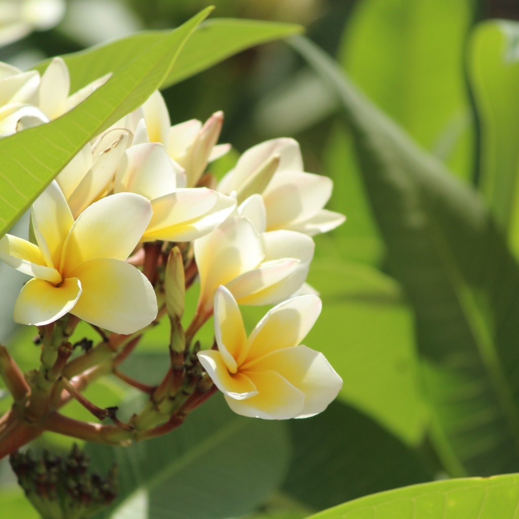 Нежные цветы тропического дерева плюмерия 