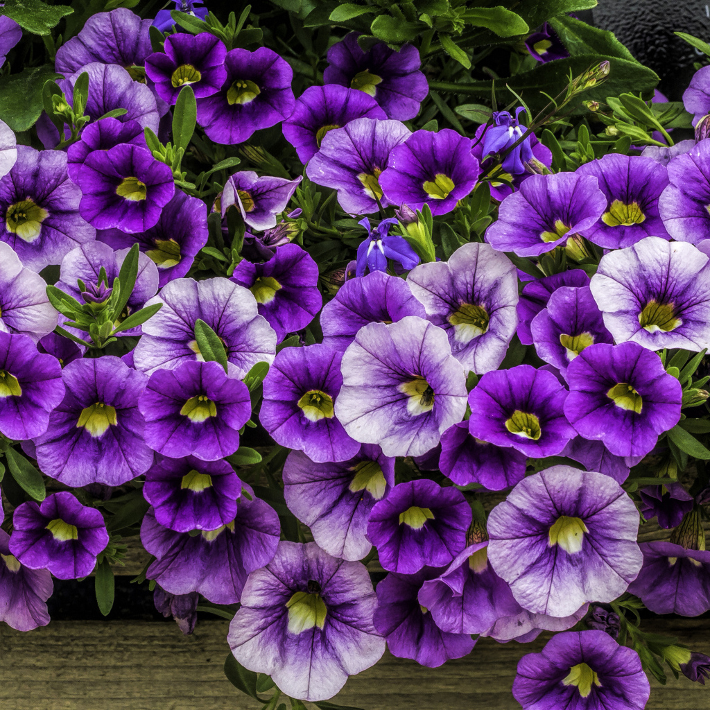 Нежные сиреневые садовые цветы петуния