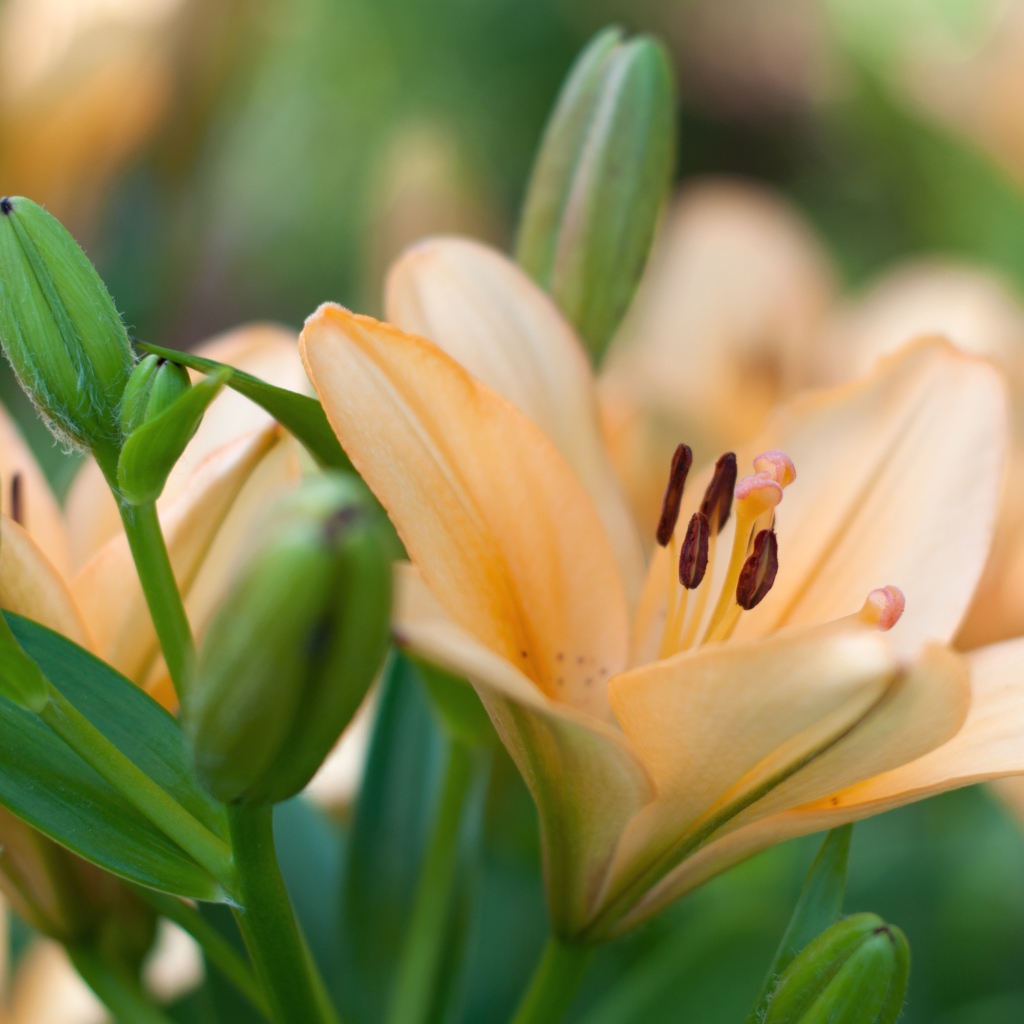 Нежные лилии с бутонами крупным планом