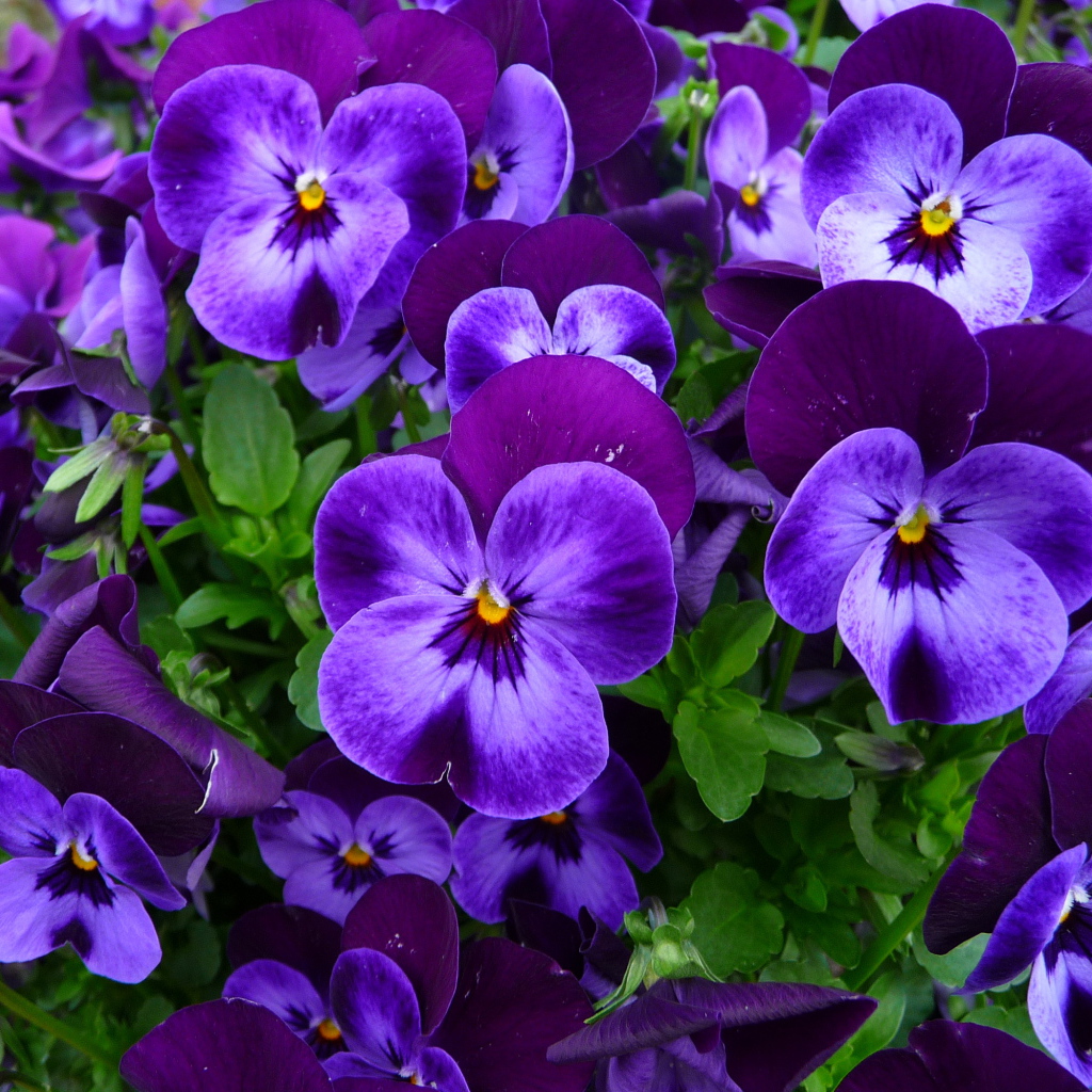 Нежные маленькие фиолетовые цветы анютины глазки