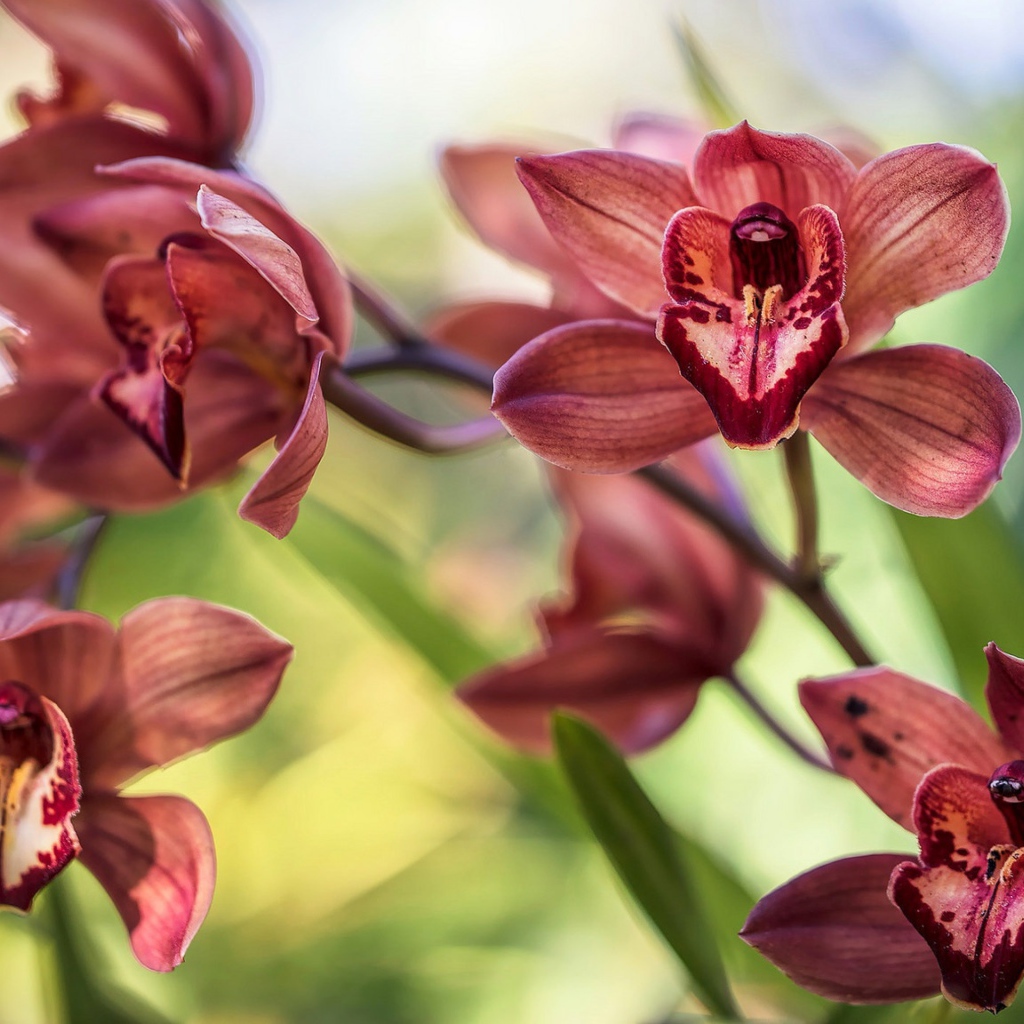 Нежные цветы орхидеи 