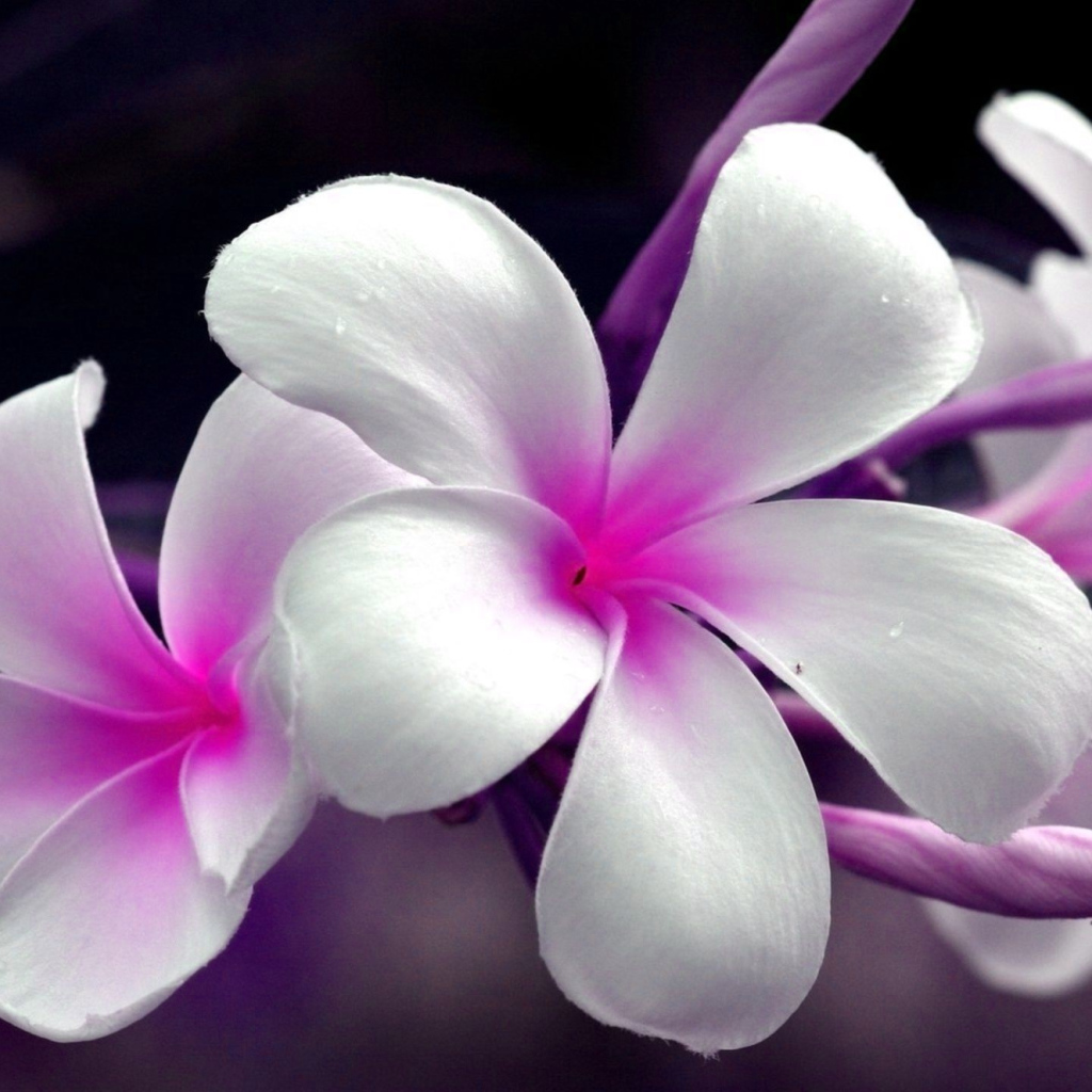 Нежные розово- белые цветы Плюмерия 