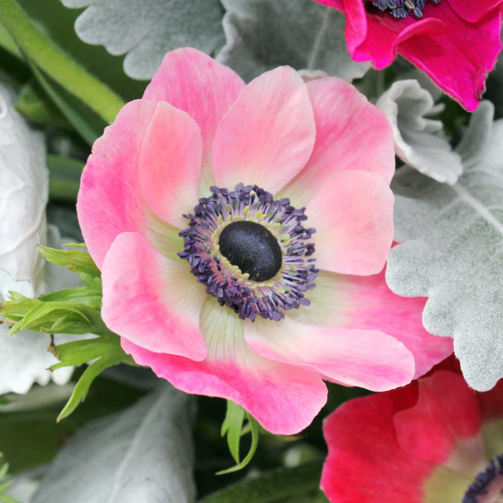 Нежная розовая анемона крупным планом