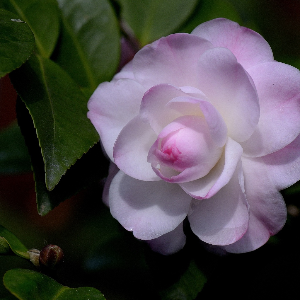 Нежный розовый цветок камелия крупным планом