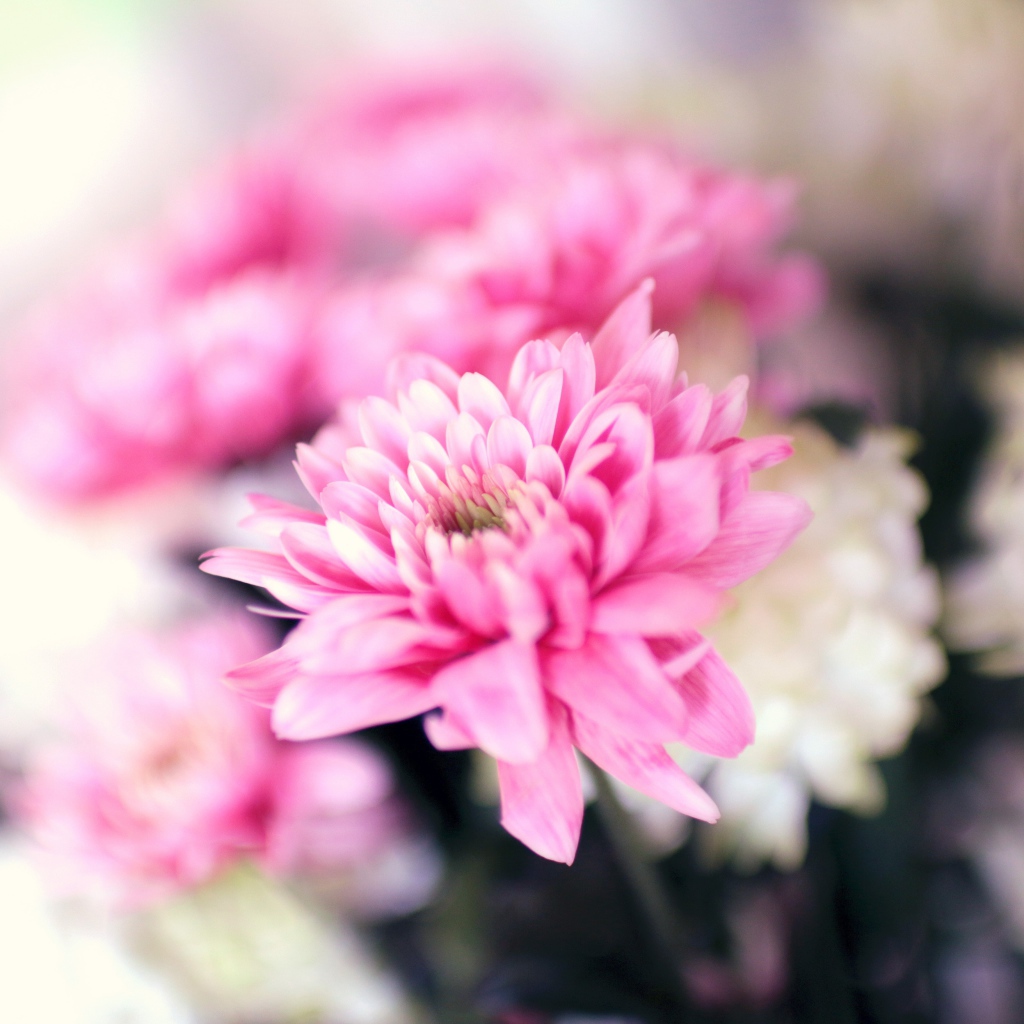 Нежный розовый цветок хризантемы крупным планом