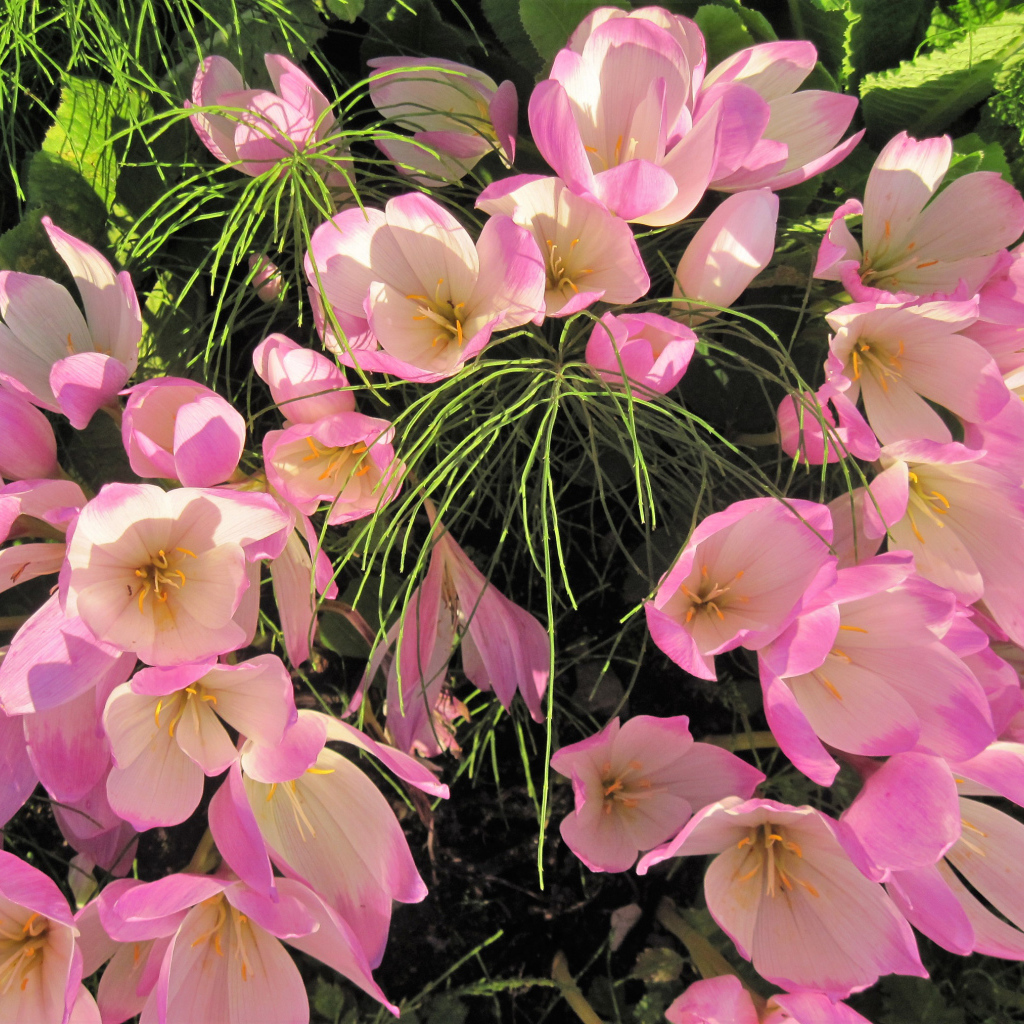 Нежные розовые крокусы крупным планом